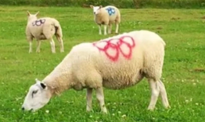 Capire l'impatto della vernice Spray per la marcatura degli animali sulla gestione del bestiame